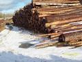 Досмотр лесоматериалов – важная задача инспектора